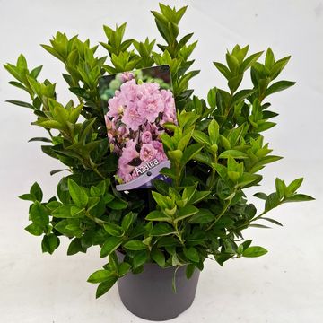 Rhododendron 'Elsie Lee' (AJ)