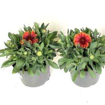 Gaillardia aristata