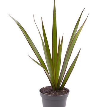 Dracaena marginata