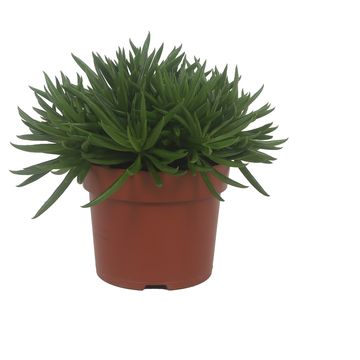 Peperomia ferreyrae 'Nevada'