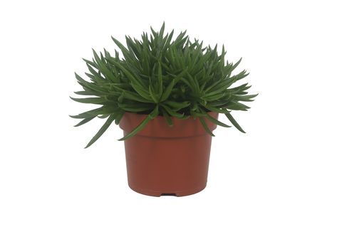 Peperomia ferreyrae 'Nevada'