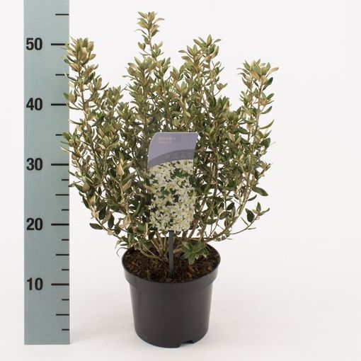 Olearia x haastii