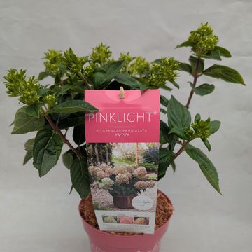 Hydrangea paniculata PINKLIGHT