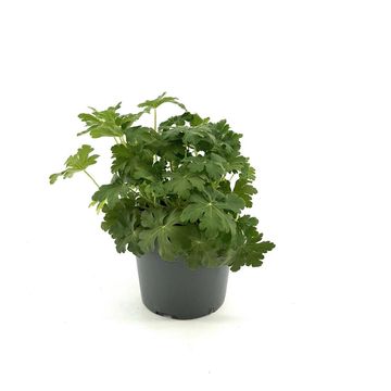 Geranium macrorrhizum 'Spessart'