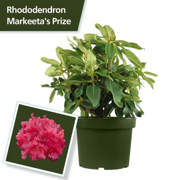 Rhododendron 'Markeeta's Prize'