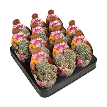 Sulcorebutia albissima