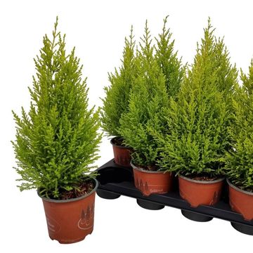 Cupressus macrocarpa 'Wilma'