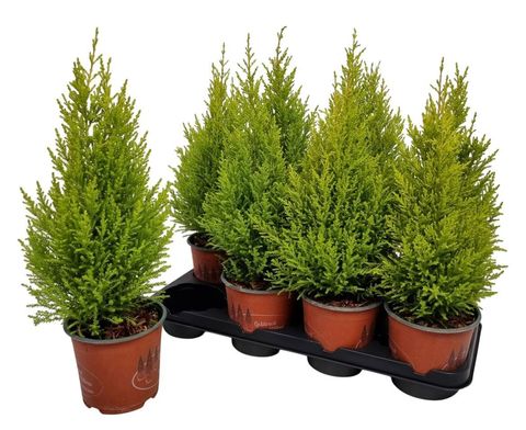 Cupressus macrocarpa 'Wilma'