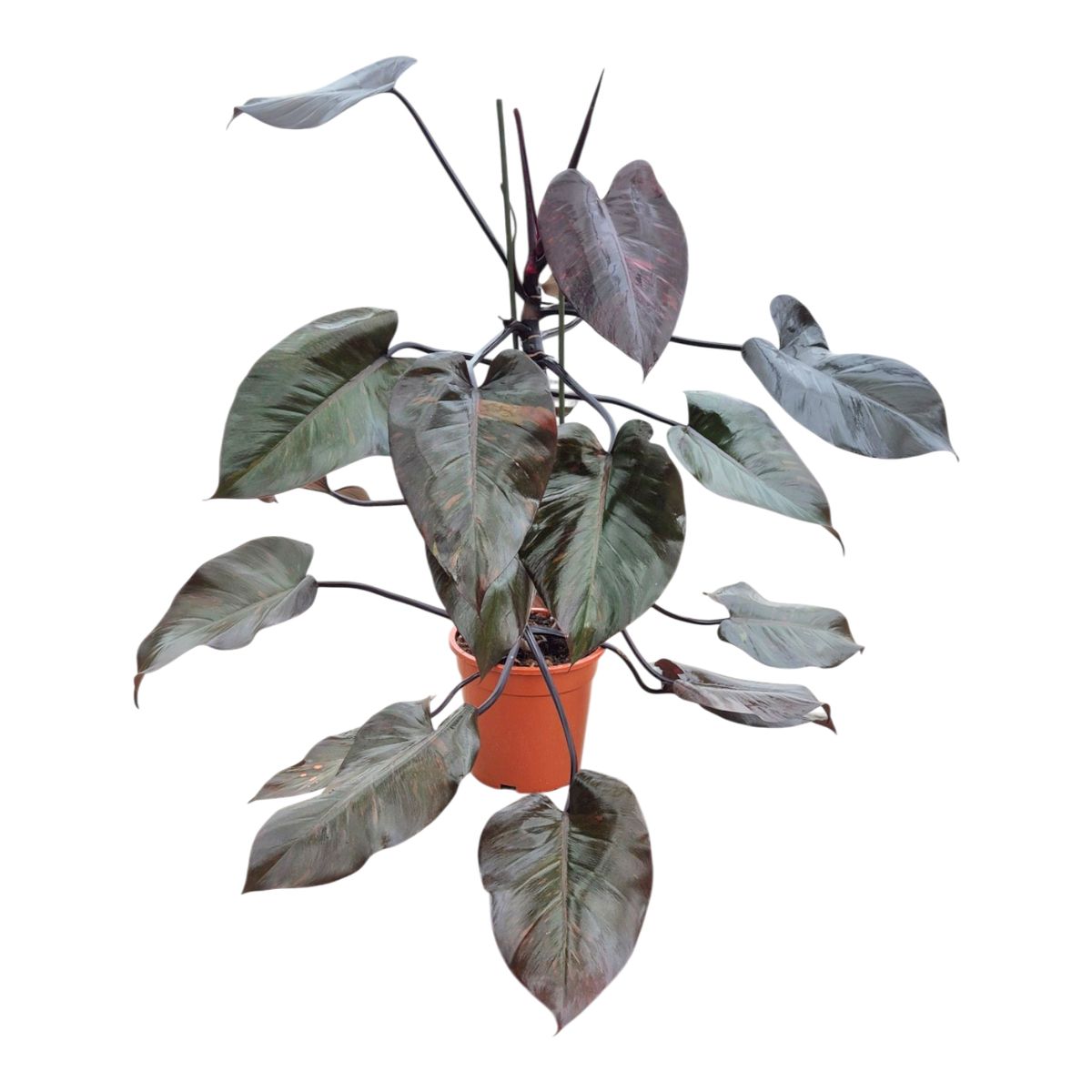 Philodendron 'Orange Princess' — Plant Wholesale FlorAccess