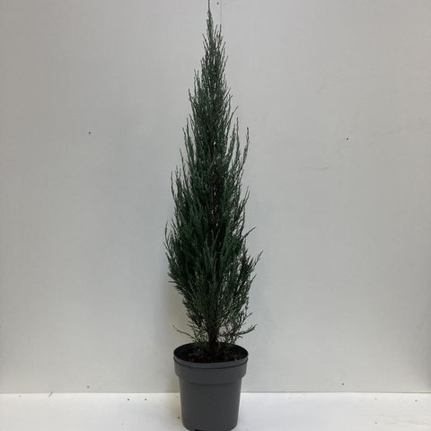 Juniperus scopulorum 'Blue Arrow'