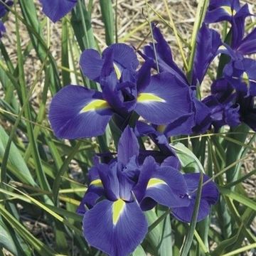 Iris reticulata 'Harmony'