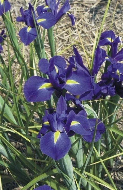 Iris reticulata 'Хармони'