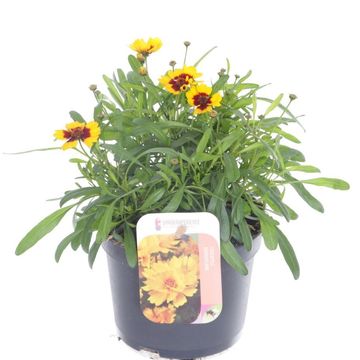 Coreopsis verticillata 'Corleone Red & Gold'