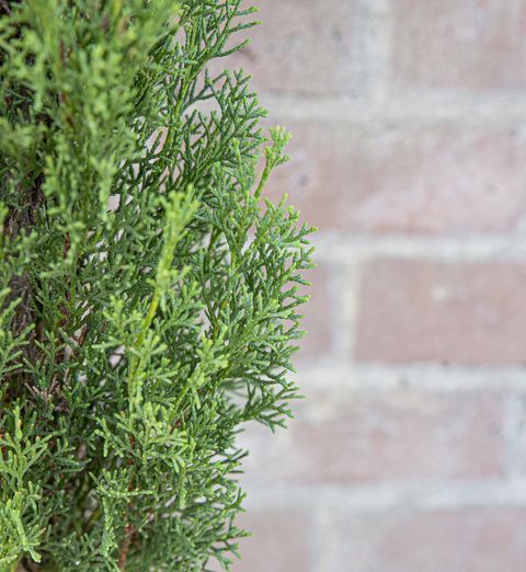 Cupressus sempervirens 'Тотем'