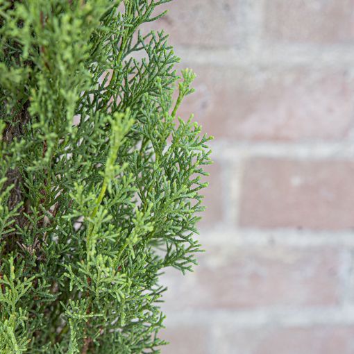 Cupressus sempervirens 'Totem'