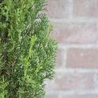 Cupressus sempervirens 'Тотем'