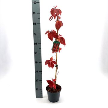 Parthenocissus quinquefolia