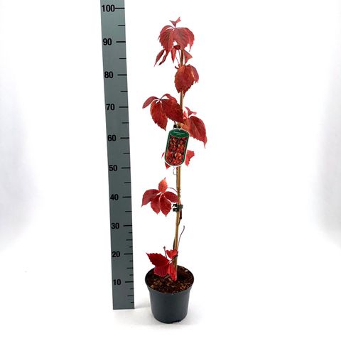 Parthenocissus quinquefolia