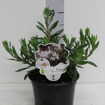 Gaura lindheimeri 'White Dove'