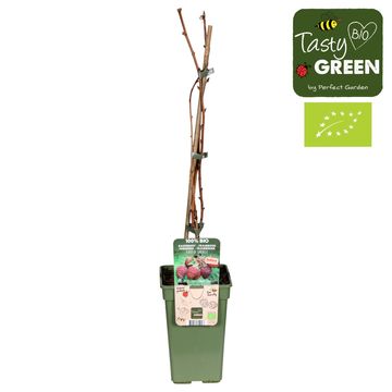 Rubus idaeus LUBERA SANIBELLE