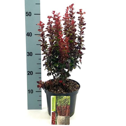 Berberis thunbergii 'Red Tower'