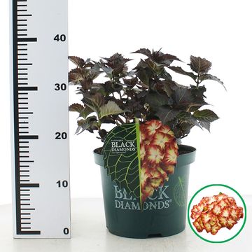 Hydrangea macrophylla BLACK DIAMONDS LIGHT MY FIRE