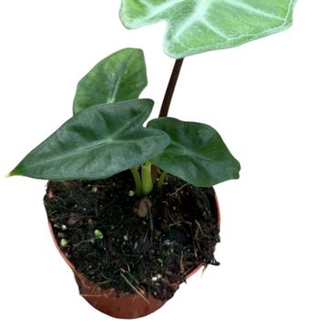 Alocasia longiloba