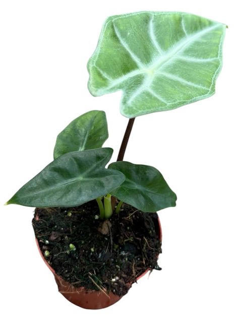 Alocasia longiloba