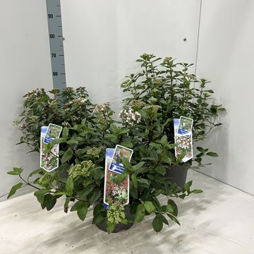 Viburnum tinus MIX