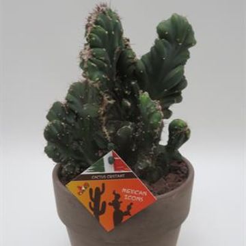 Cereus jamacaru cristata