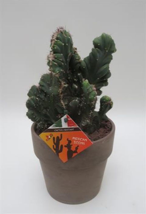 Cereus jamacaru cristata