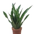 Sansevieria kirkii
