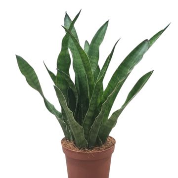 Sansevieria kirkii