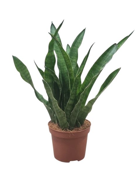Sansevieria kirkii