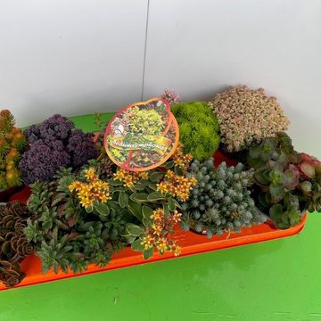 Sedum MIX
