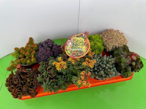 Sedum MIX
