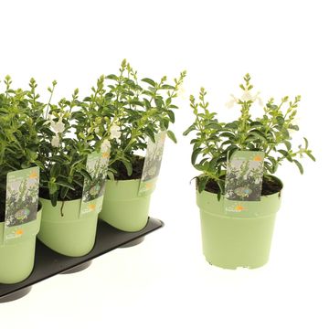 Salvia greggii MIRAGE WHITE