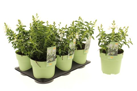 Salvia greggii MIRAGE WHITE