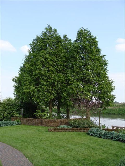 Taxodium distichum