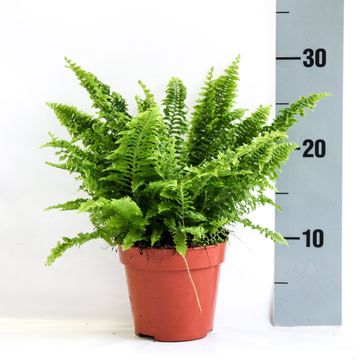 Nephrolepis exaltata 'Vitale'