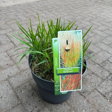 Panicum virgatum 'Rehbraun'