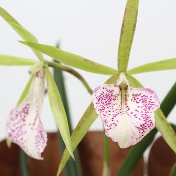 Brassavola MIX