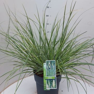 Cortaderia selloana 'Esperanta'