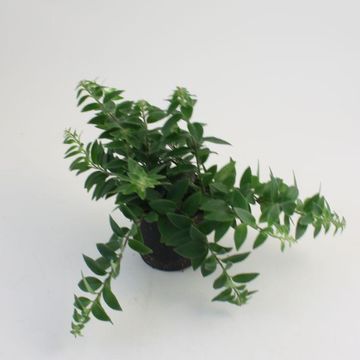 Aeschynanthus 'Mira'