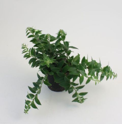 Aeschynanthus 'Mira'