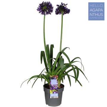 Agapanthus BLACK JACK