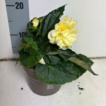 Begonia CHARDONNAY