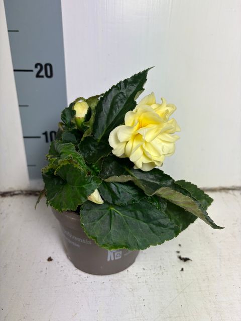 Begonia CHARDONNAY