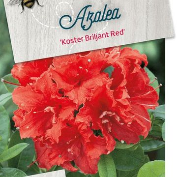 Rhododendron 'Koster's Brilliant Red'