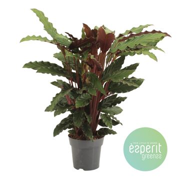 Calathea rufibarba